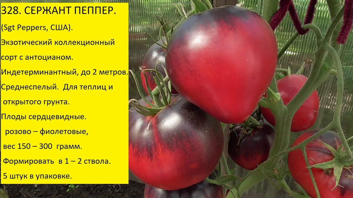 Как разводить помидоры. Помидоры с арбузной мякотью сорта. Помидоры с зеленой мякотью сорт. Томат Робс характеристика и описание.