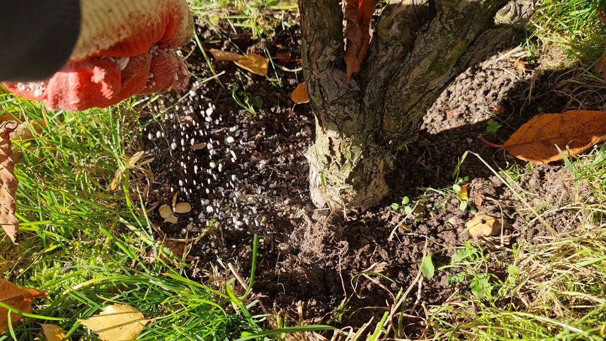 Первая подкормка гортензии после зимы. Под гортензией растут грибы. Осенняя подкормка для гортензий. Подкормка для гортензии осенью под зиму. Под гортензией выросли грибы.