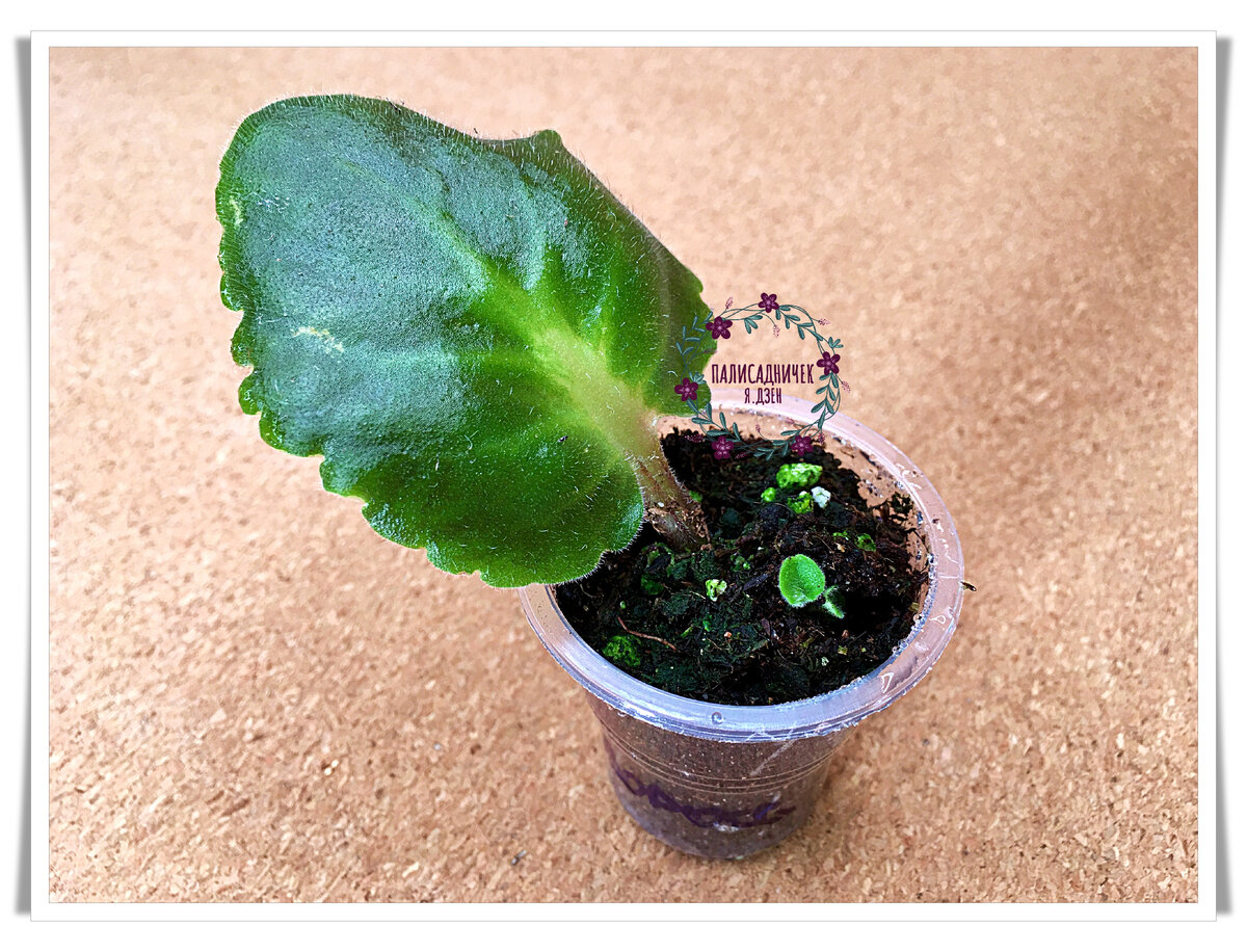 Во всей красе :)