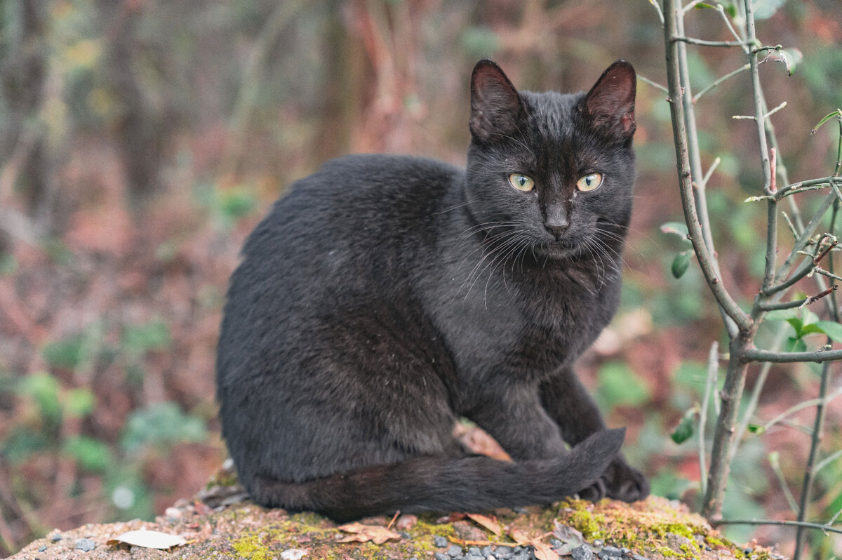 Коше 1. Cat Fanciers Federation.