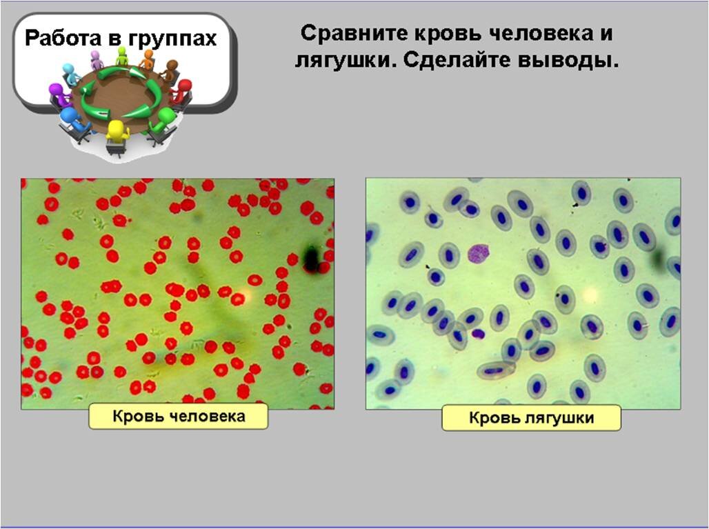 Таблица сравнения крови человека и лягушки Микроскопическое строение крови человека и лягушки". Лабораторная работа 3 пре