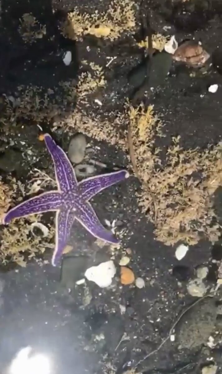 Дно во время отлива 