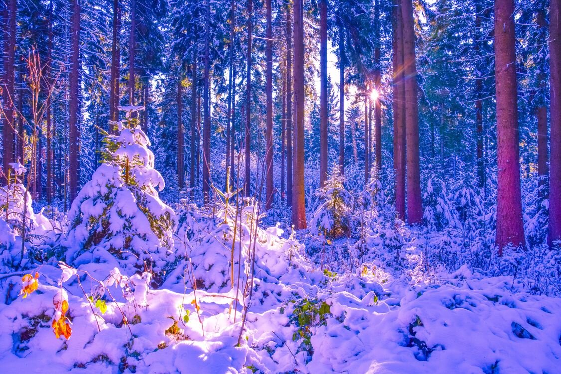 Лучший аромат духов -запахи зимнего леса.