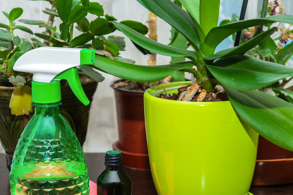 Как поливать орхидею весной в домашних условиях. Полив орхидей в домашних условиях. Как поливать орхидею в домашних условиях. Как поливать орхидею янтарной кислотой.