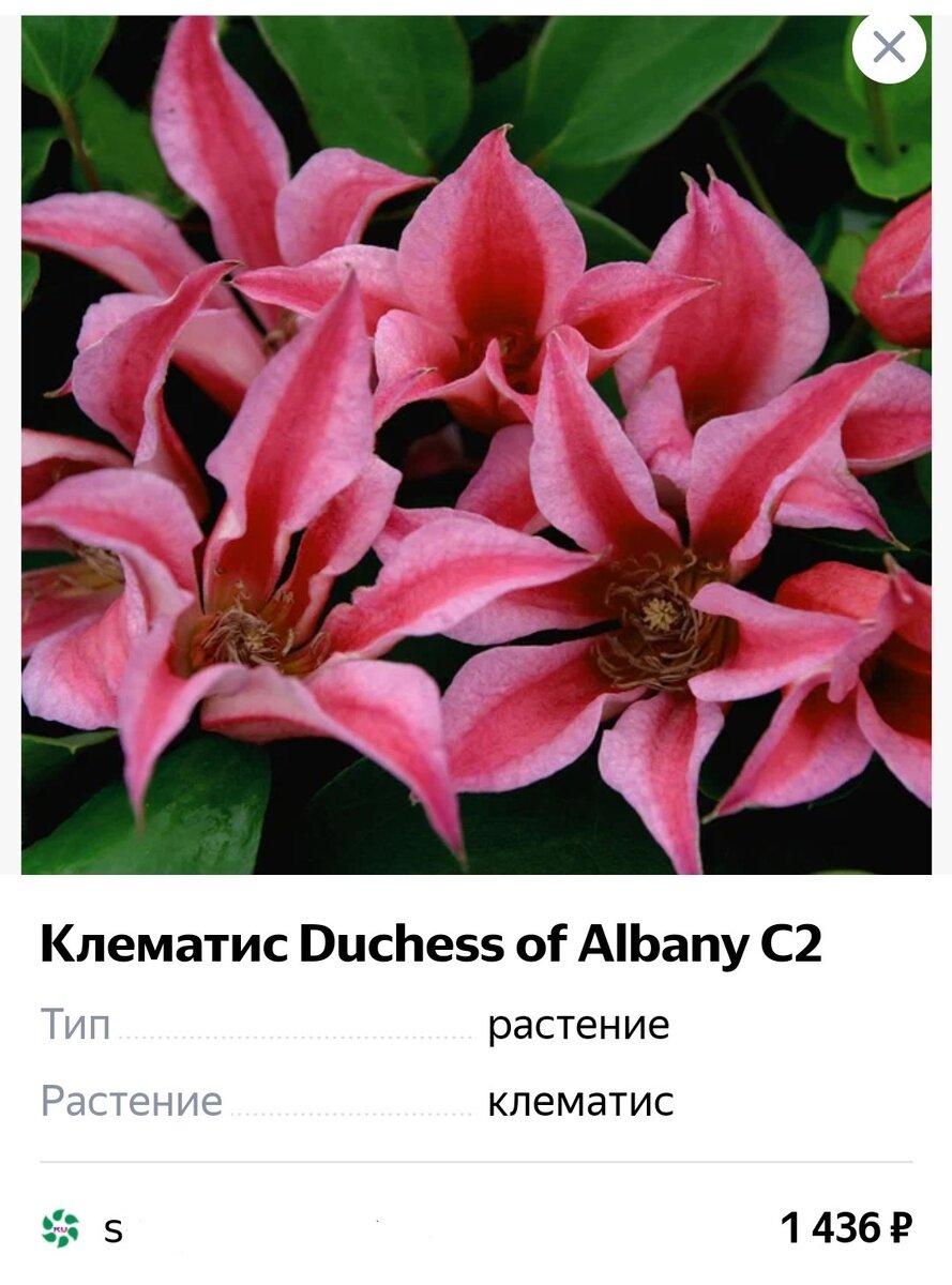 клематис диана фото