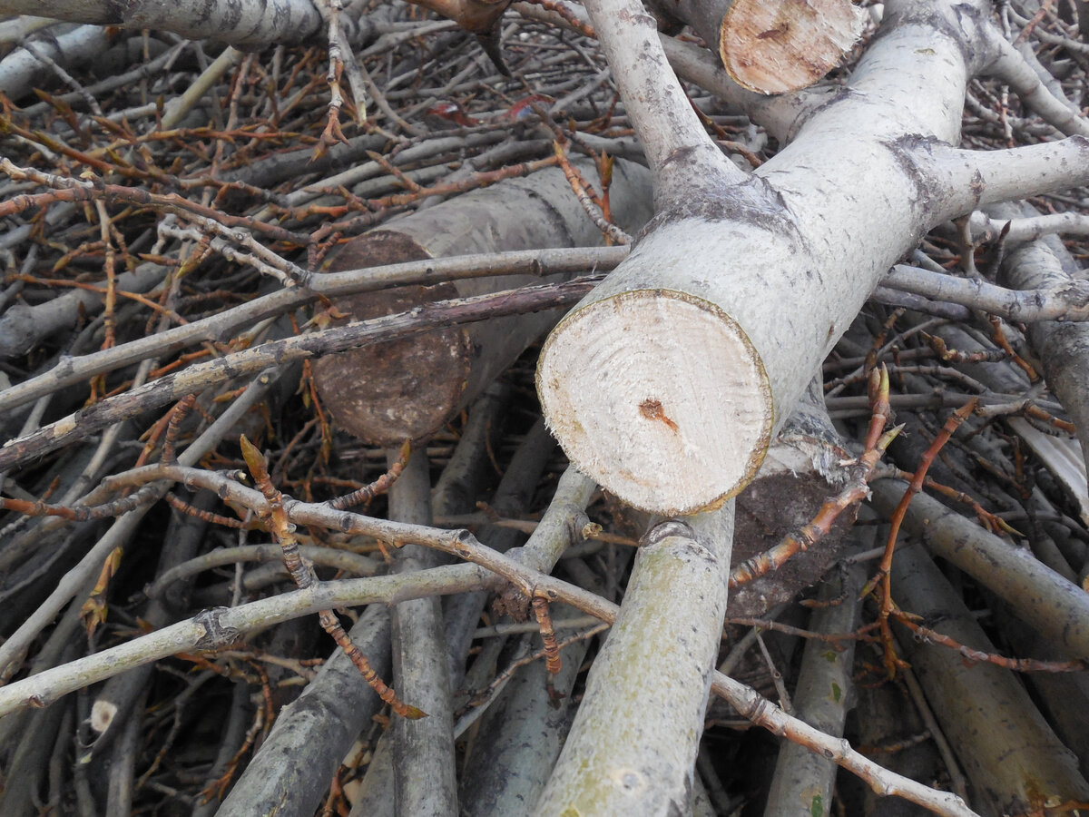 Куда их, интересно? Может, на переработку, чтобы щепу сделать?