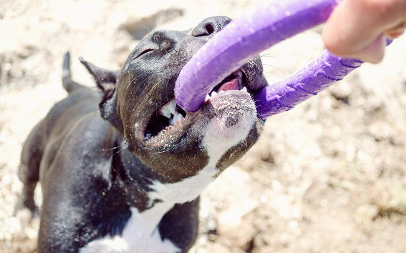 Игра в перетягивание- легальный способ дать собаке заземлить избыток энергии. Фото Maryna Ivanova/Dreamstime.com