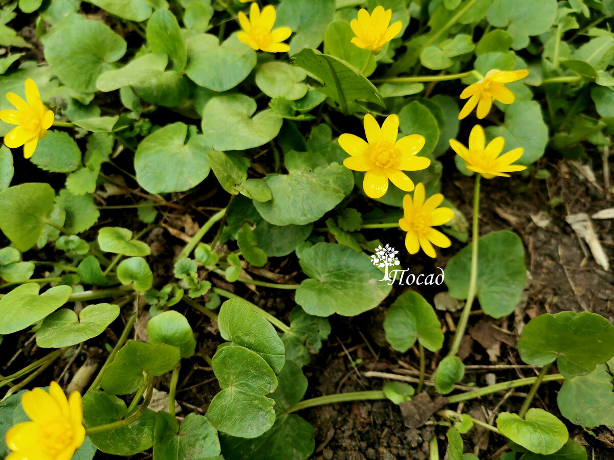 Весной радует глаз, а потом - пропадает до будущей весны.