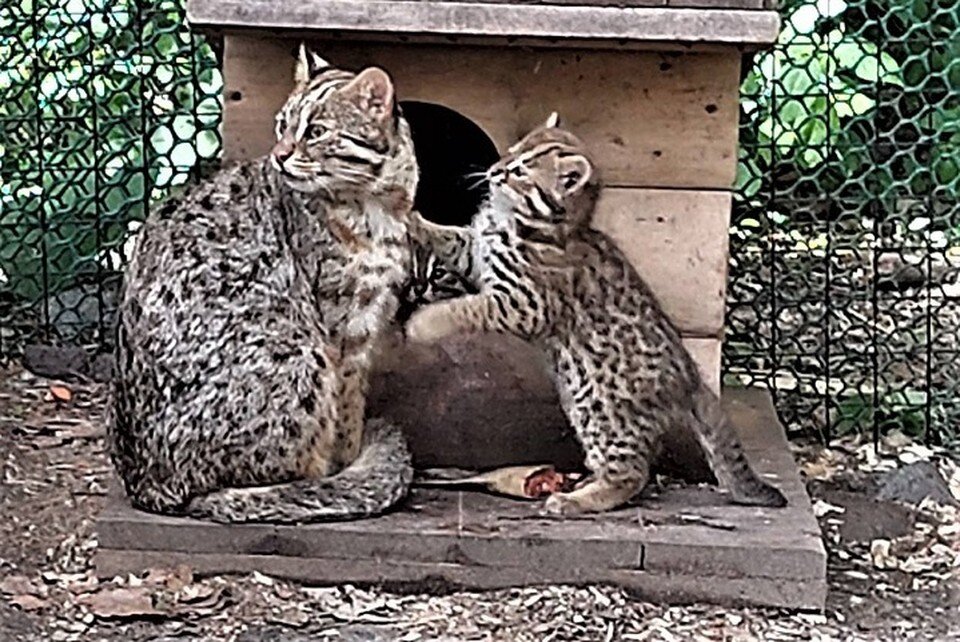     Малыши очень любят играть, поэтому мама с ними не скучает  Зоосад Приамурский им. В.П. Сысоева