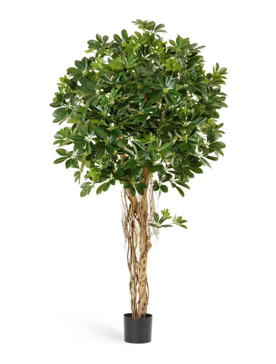 Шеффлеры Treez Collection
