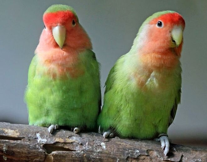 Тихо, ребят, она пока не знает