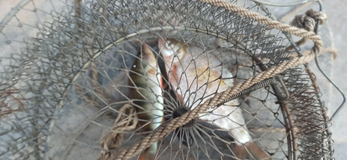 Улов дочкин. 