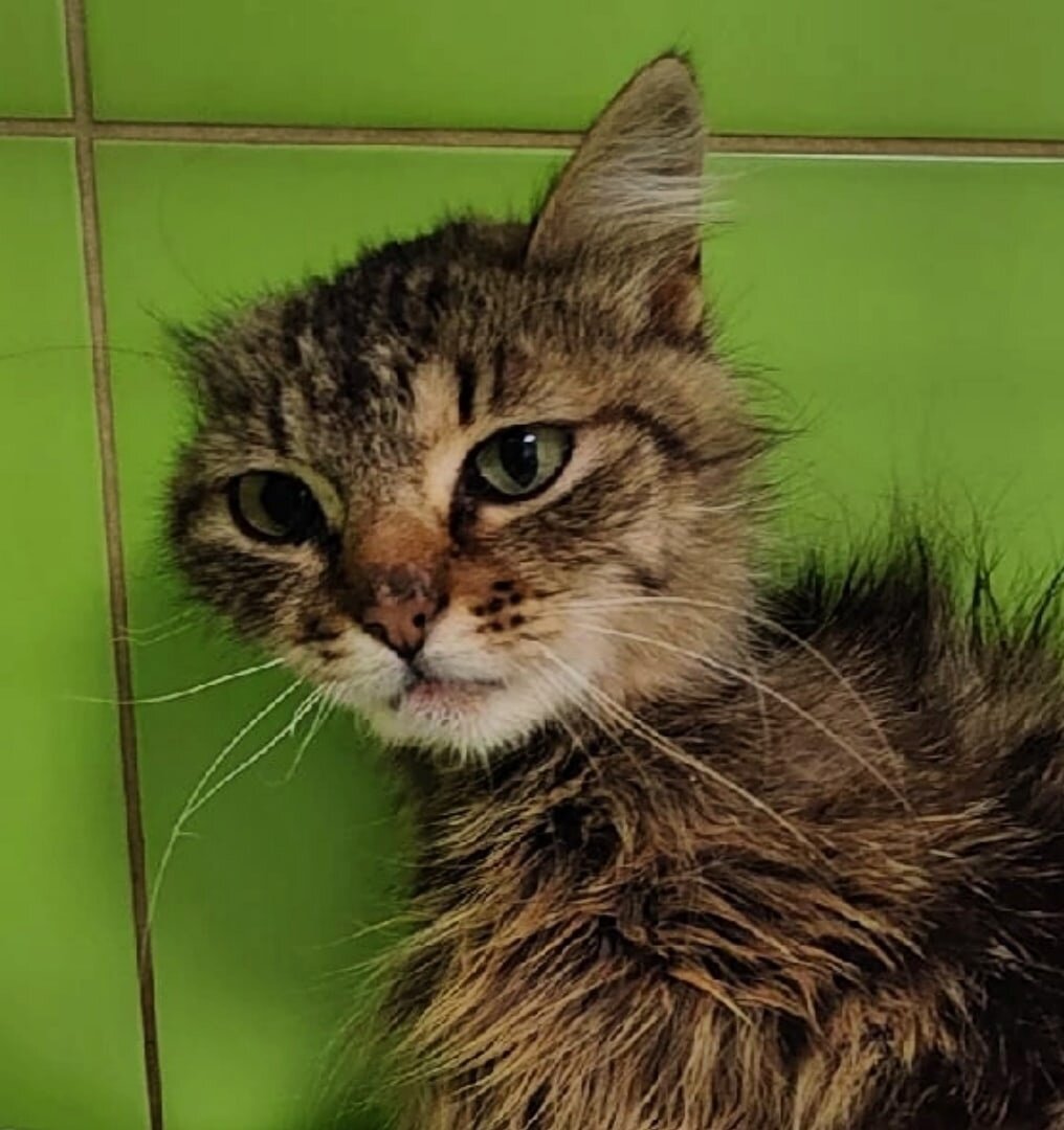 Кошечка через столько прошла, никому такого не пожелаешь.