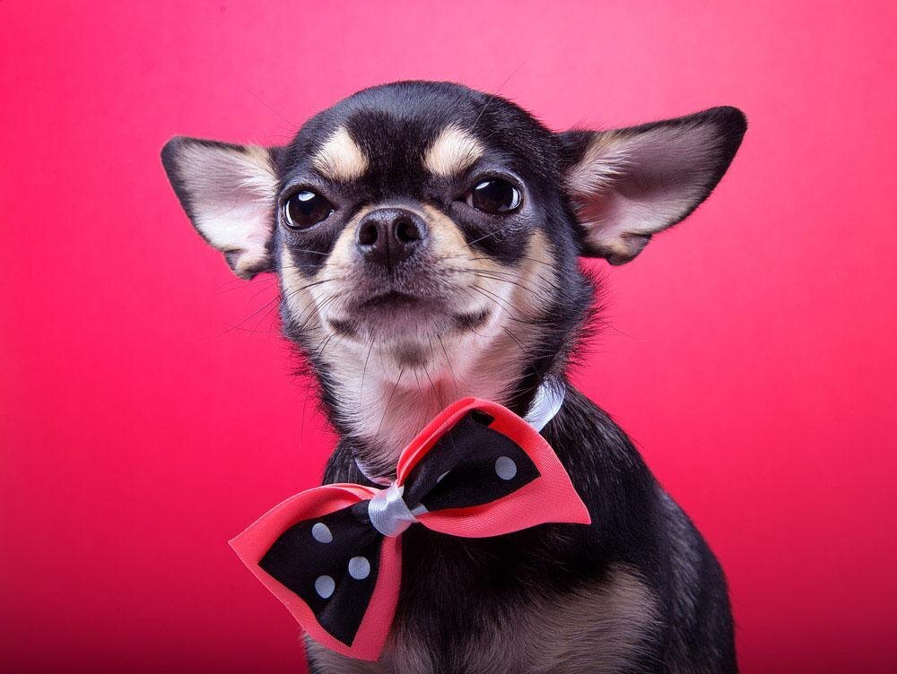 У меня маленькая собачка, таких не дрессируют! Это заблуждение превратило не один десяток малюток в детей сатаны...