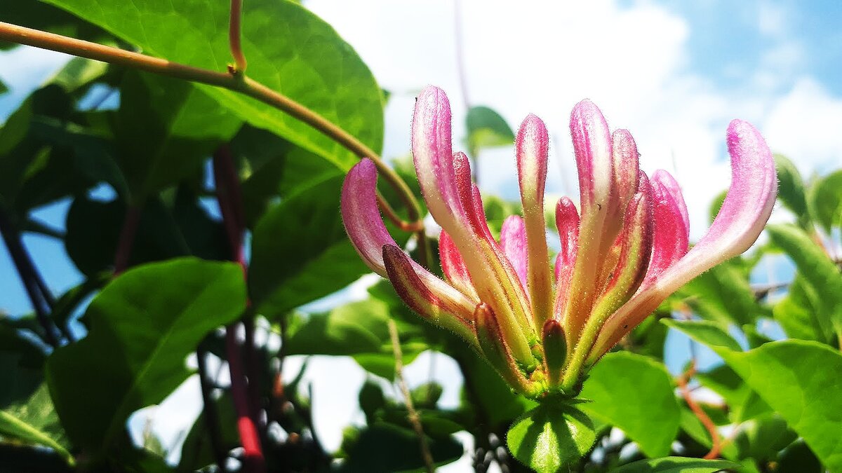 Фото автора. Жимолость Каприфоль. Цветы еще в бутончиках