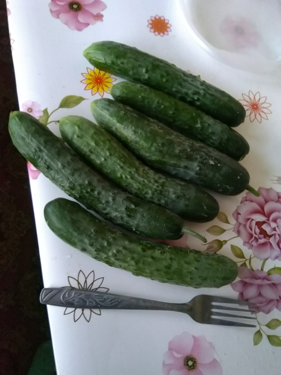 Фото автора. Первые свои огурцы я раздаривала, теперь меня подкармливают)