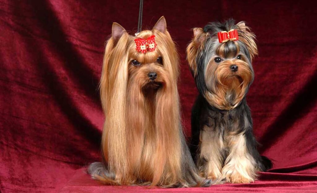 Порода: Йоркширский терьер