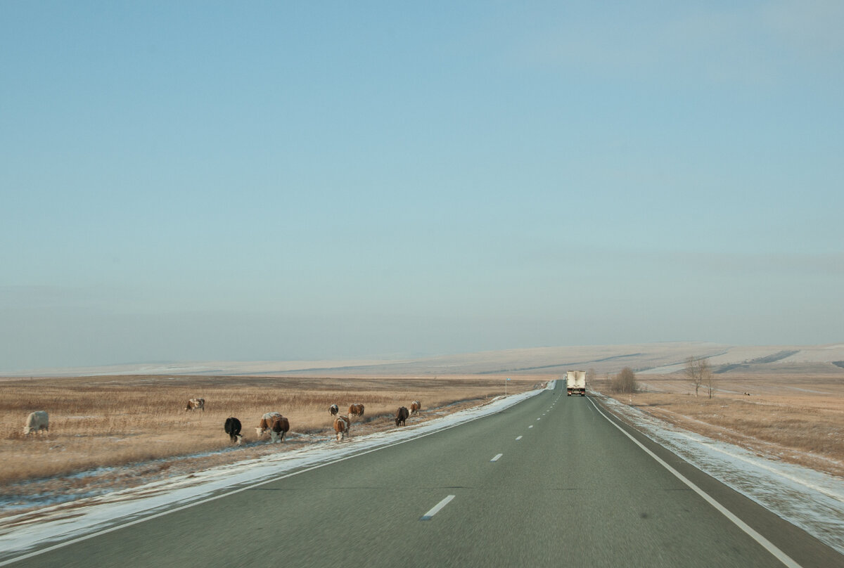 "А мы тут просто, травку жуём"