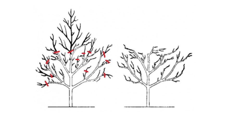 Схема формирования кроны черешни