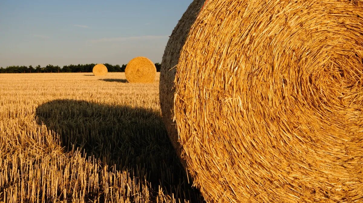 В народе заготавливают сено. Фото: www.piqsels.com