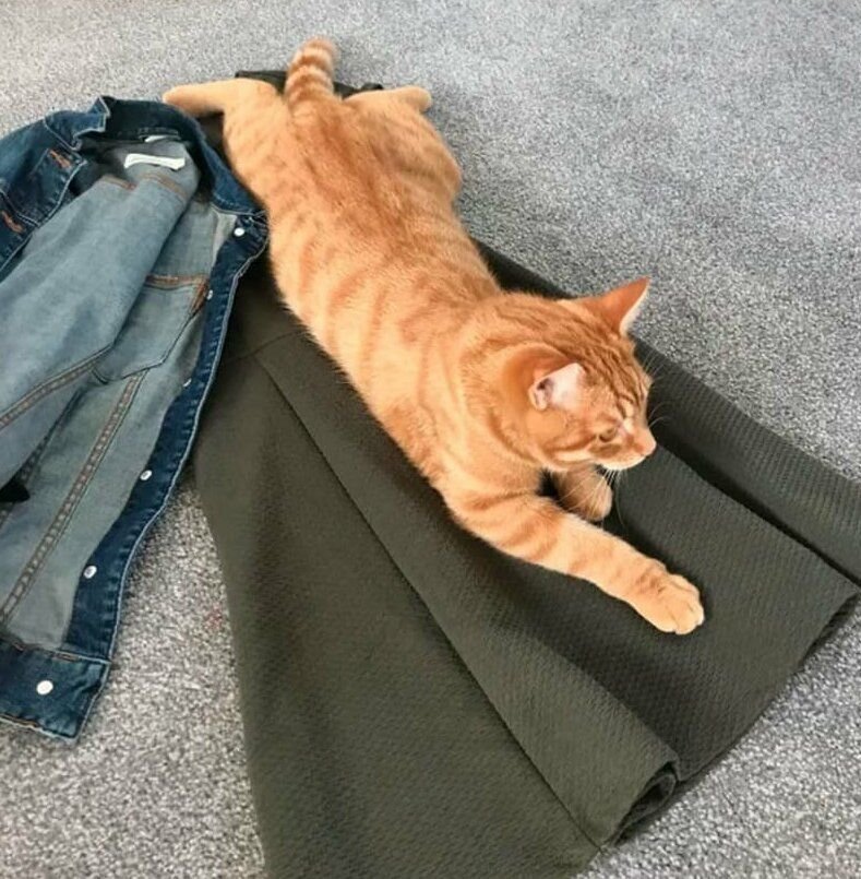 Кошка ворует вещи. Вещи хозяев. Привычки животных. Собака разгромила квартиру. Кошка на шкафу.