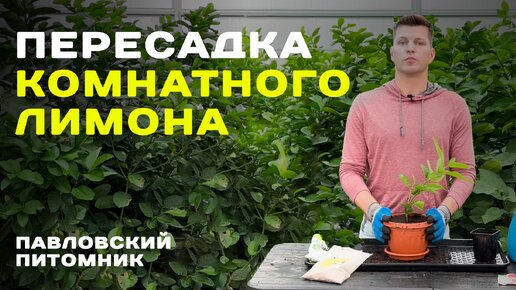 Пересадка комнатного лимона - Опыт Павловского питомника