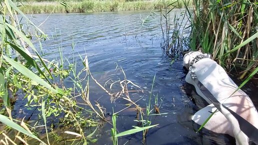 Прогулка с питбулем на природе