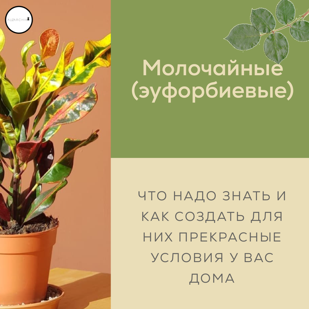 Наши токсичные друзья: молочайные🌿 | A LIZA R C H I K | Комнатные растения  и сад | Дзен