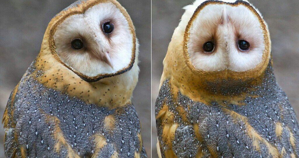 Сипуха: Фальшивая сова. Это скорее котик, но на птичьем железе. В чём же она такая особенная?