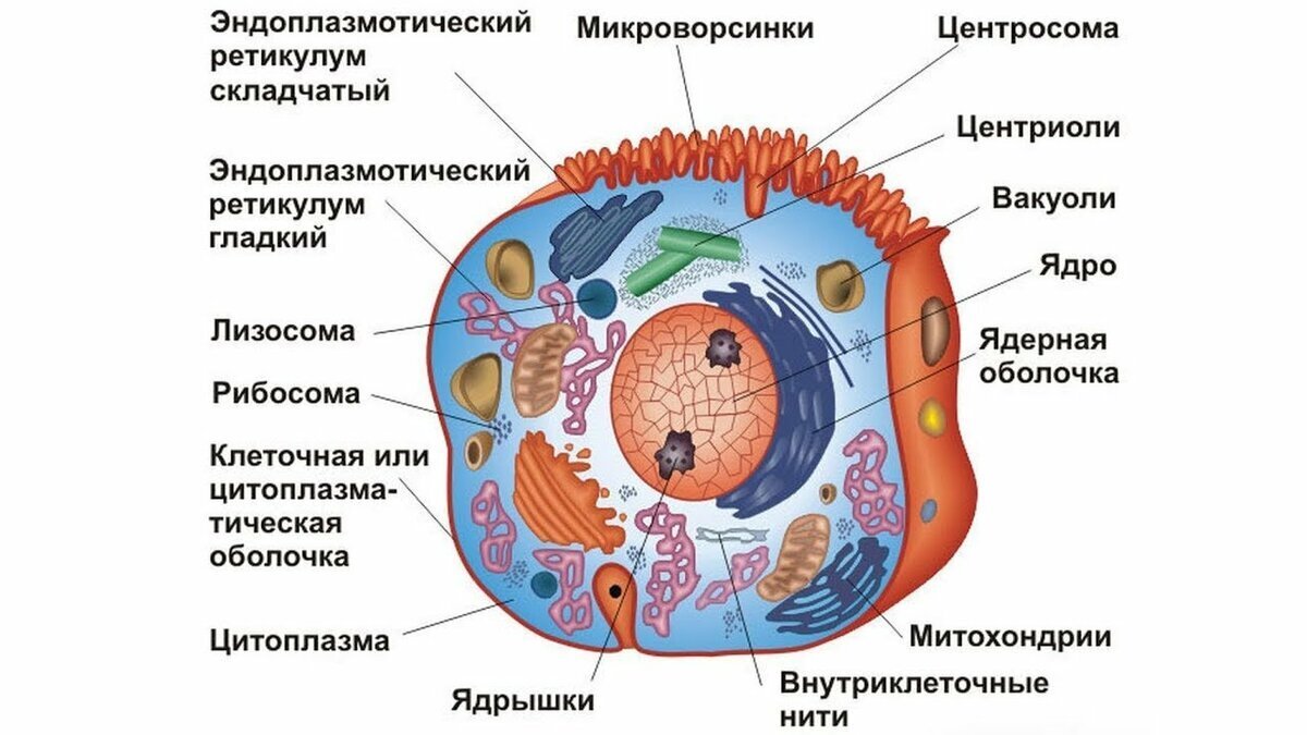 10 фактов о клетках животных! | Дневник врача|студента👨‍⚕️ | Дзен