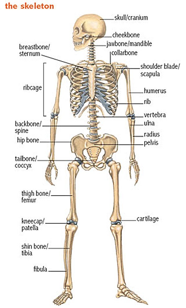 Скелет человека анатомия латынь. Кости на разных языках. Названия костей скелета на латинском языке. Приветствие на разных языках. Разные языки.