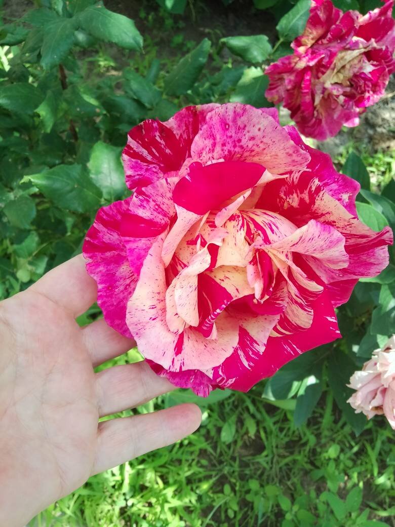 Моя красотка!