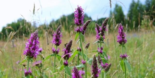 Чабрецом, а также ползучим тимьяном и богородицыной травой называется маленький кустарник с приятно пахнущими цветками. Встречается чабрец и в лесах, и в степях, и на горных склонах. Его родина — Украина, Беларусь, Крым, Россия, Кавказ, Средиземноморье и Средняя Азия. Относится к семейству яснотковых и является одной из лучших медоносных культур. Ползучие стебли тимьяна около 30 см в длину, листья круглые или удлиненные, цвет их бледно-розовый либо бледно-сиреневый. У соцветий форма шара, цветут они (в зависимости от региона произрастания) с июня по август. Время созревания плодов — с июля по сентябрь, они представляют собой продолговатые орешки около 0,6 мм в длину. Свои полезные свойства чабрец доказал очень давно.
 
 Лечебной является надземная часть растения, которую заготавливают в период цветения. Сушить ее следует, разложив тонким слоем и предоставив доступ воздуха.