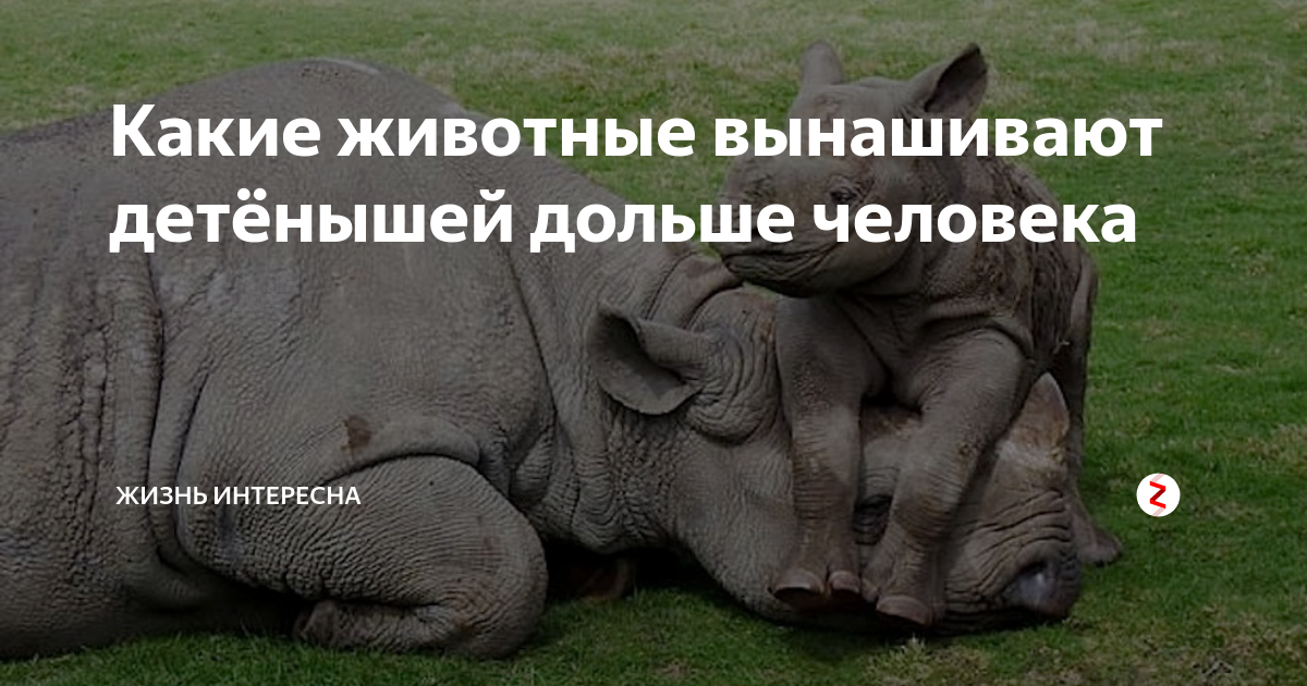 ДИАГНОСТИКА БЕРЕМЕННОСТИ