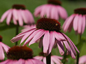 Перед посадкой семена нужно замочить в воде или специальном растворе, стимуляторе роста. Это ускорит всхожесть. На тарелку расстелите влажную салфетку и положите семена. Чтобы влага не испарялась, укройте их. Семена проклевываются неравномерно. Лучше сразу посадить часть проросших семян, а не ждать, когда проклюнутся остальные.