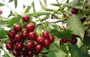 Против этих возбудителей существует ряд фунгицидов. Обрабатывают ими полностью все дерево: листья, ветки, стволы. Пораженные листья необходимо сжечь.