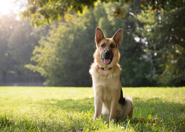 Как сделать удачное фото вашей собаки: советы, техники и секреты