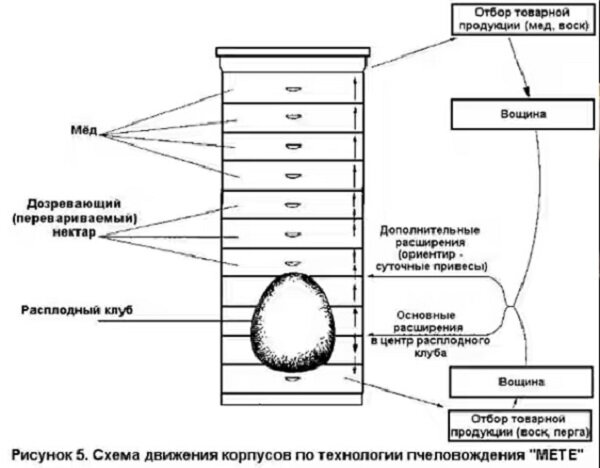 Пчелиный улей своими руками: о чем следует знать