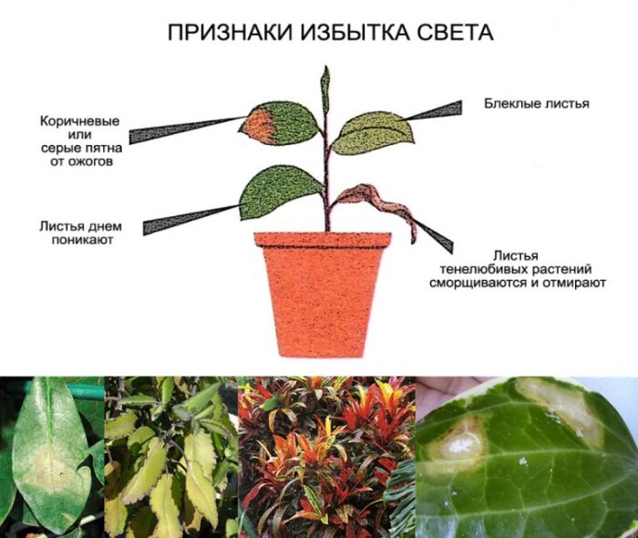 Переизбыток влаги. Недостаток света у растений. Растение при недостатке света. Недостаток солнечного света для растений. Избыток света для растений.