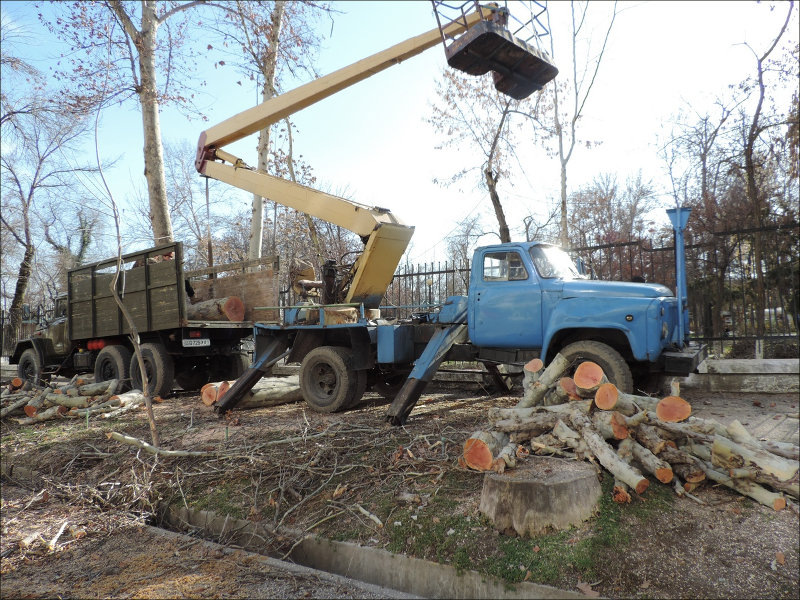 
Вырубка деревьев в Ташкенте. Фото «Ферганы»
