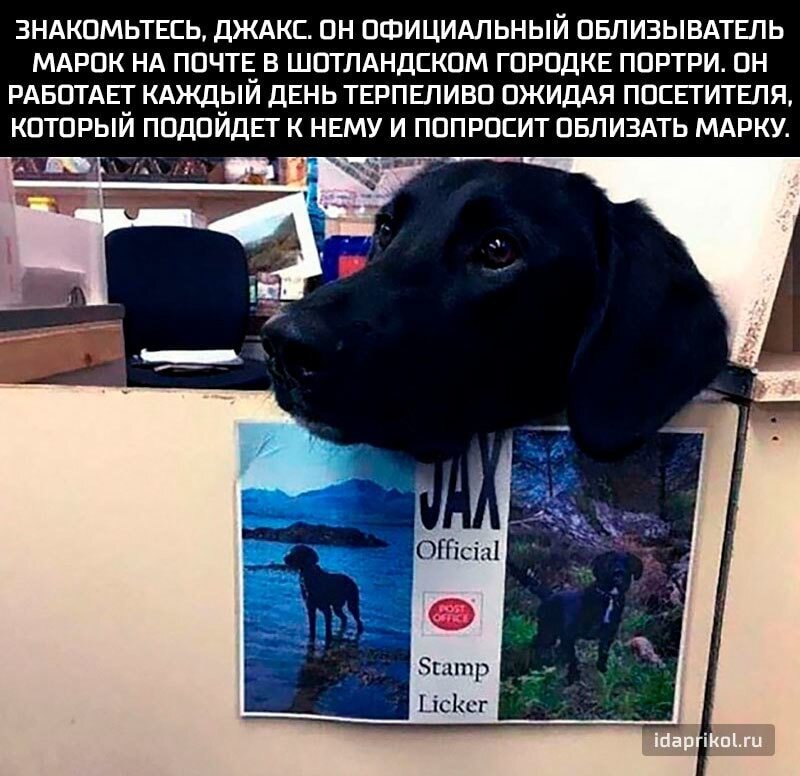 Джакс - символ сегодняшней статьи