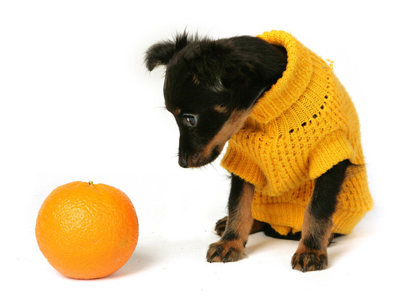 Orange dog. Собака с апельсином. Собака в мандарине. Собаки и цитрусовые. Фотографию собаки с апельсинами.