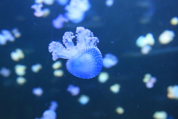 Много разных медуз