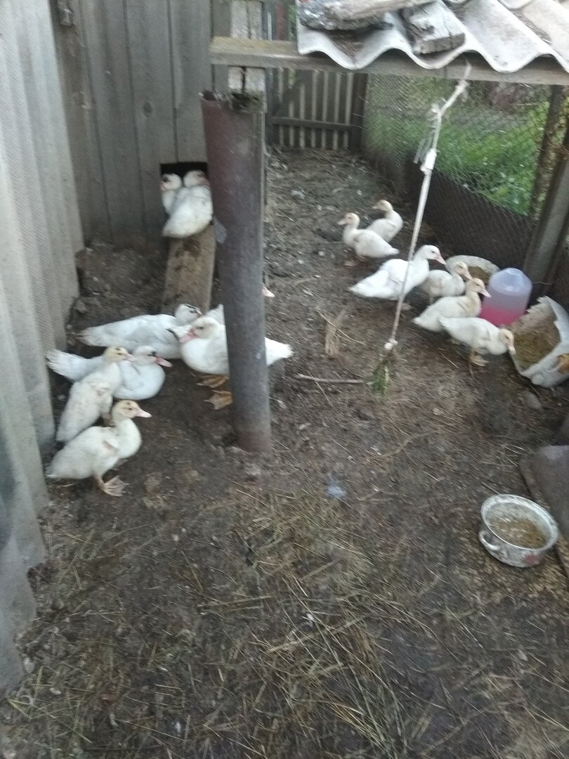  Вот наши ребятки) 