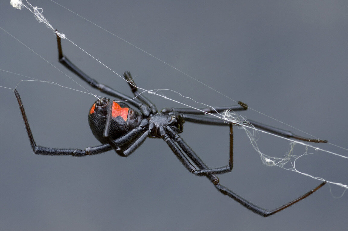 У какого паука черная паутина. Latrodectus mactans чёрная вдова. Чёрная вдова паук самка. Чёрная вдова паук паутина. Чёрная вдова паук паутина черная.