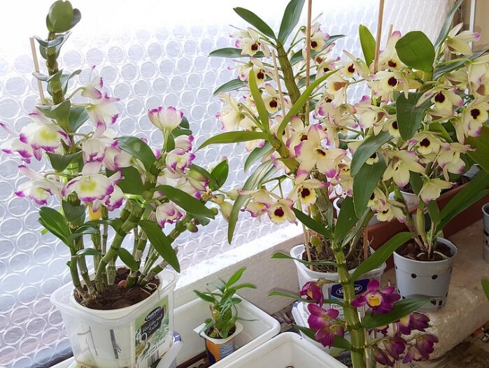 Дендробиум Нобиле. Домашнее цветение почти всегда отличается от магазинного. (Norbert Käßner/Flickr)