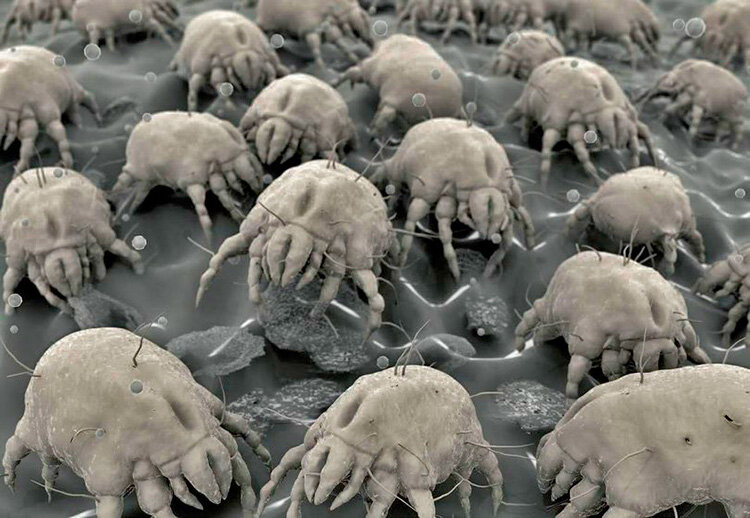 Пылевые клещи. В конце статьи даются советы по их уничтожению.