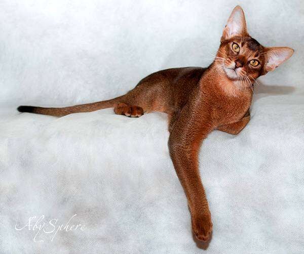  Как и люди, кошки - личности и часто предлагают индивидуальные способности самовыражения. Для описания звуков, которые они издают, потребовалась бы целая отдельная книга, поэтому мы отметим лишь наиболее важные и наиболее часто повторяющиеся характеристики их огромного вокабулярия. 

