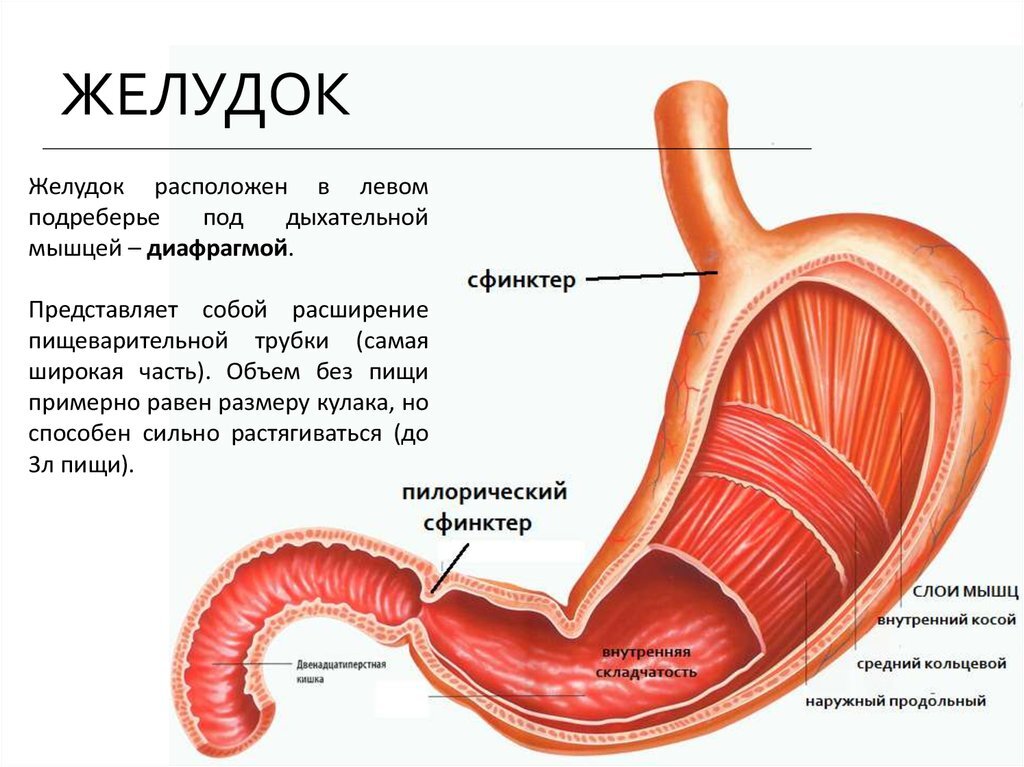 Желудок человека схема расположения