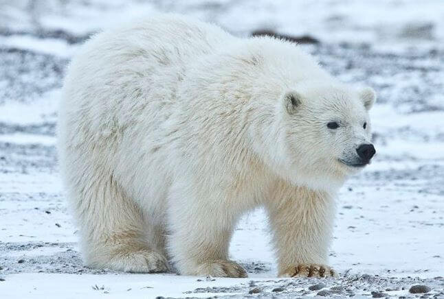 Белый медведь